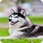 husky dog wallpaper android application logo